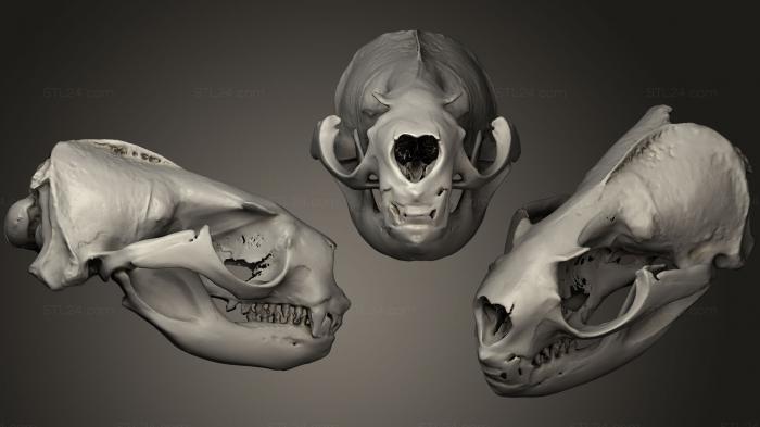 Анатомия скелеты и черепа (Черепа животных 022, ANTM_0229) 3D модель для ЧПУ станка